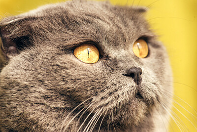 Близък план на сива шотландска сгъваема котка