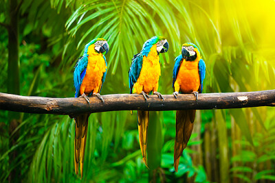 3 Macaw Parrots