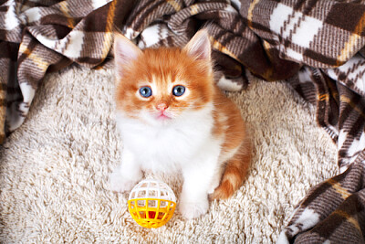 Orangefarbenes Kätzchen mit Spielzeug