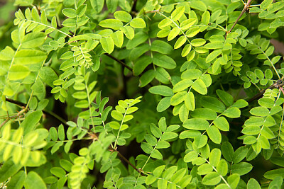 Fondo de hojas de acacia verde