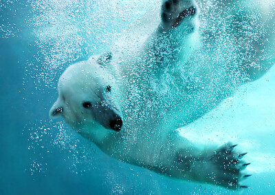 Ours polaire sous l'eau
