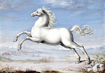 Cavallo bianco dipinto da Joris Hoefnagel