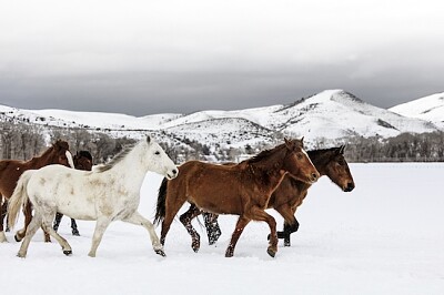 A mixed herd of wild and domesticated horses jigsaw puzzle