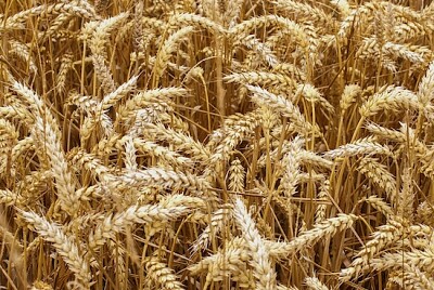 Селскостопанско пшенично поле