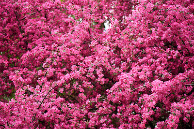 Красиви ярко розови бадемови цветя