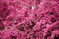 Beautiful bright pink almond flowers