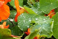 Closeup Leafes