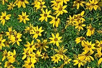 Yellow Garden Flowers