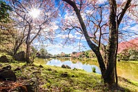 Landscape of Cherry blossom, Chiang Mai, Thailand