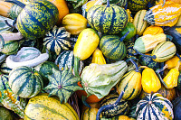 Lots of colorful autumn pumpkins and squashes
