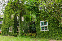 House covered with green ivy background.