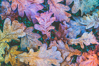 Closeup frozen Oak leaves fall with Ice crystals