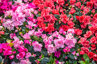 Wild rose flowering in garden (Rhododendron arbore