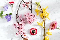 Blooming Twigs with Delicate Flowers