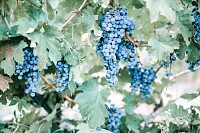Blue Grapes in Vineyard