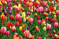 Red, Purple and Yellow Tulips