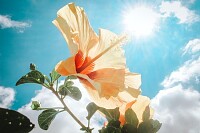 Yellow Hibiscus Under Sunlight