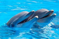 Two Dolphins