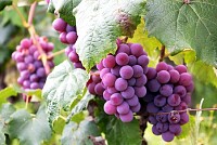 Fruity Grapes