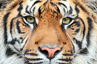 Wild Cat Tiger