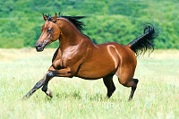 Running Arabian Horse
