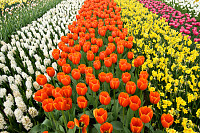 Field of Colourful Flowers