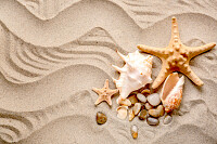 Seashells and Starfishes