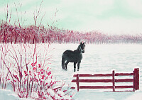 Friesian Horse in Snow