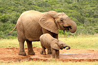 Mother and Baby African Elephants