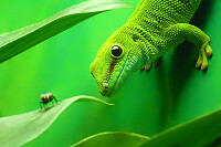 Green Gecko Lizard