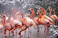 American Flamingo (2009)