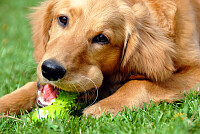 Golden Retriever with Toy
