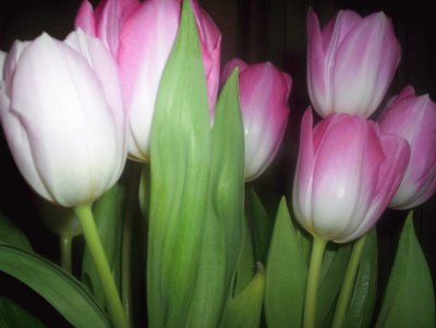 פאזל של tulipani