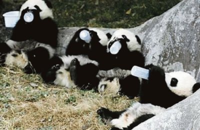 panda nursery