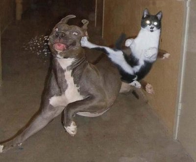 perro vs gato