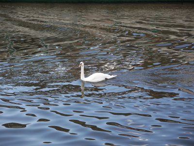 Swan in Moldava - Praha