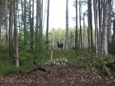 Young moose eating birch leaves