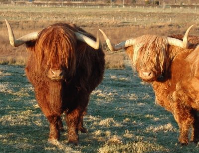 Highland cattle Scotland