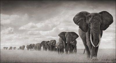 elefanti fila