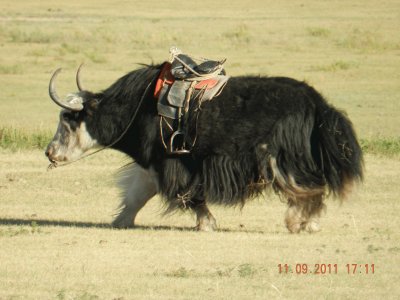 פאזל של Mongolian Yak