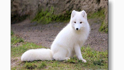 Raposa branca,White fox