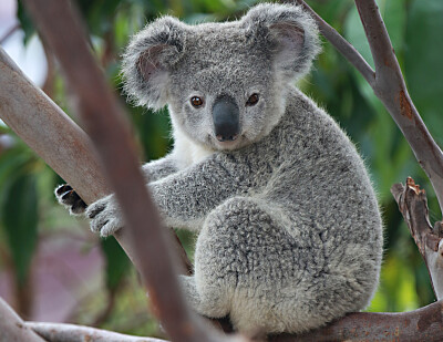 פאזל של El koala es una especie australiana.