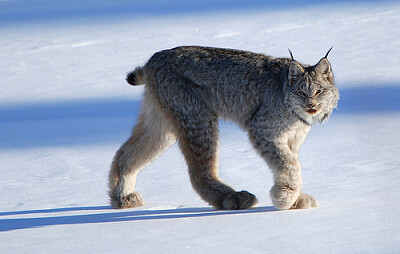 The Canadian Lynx