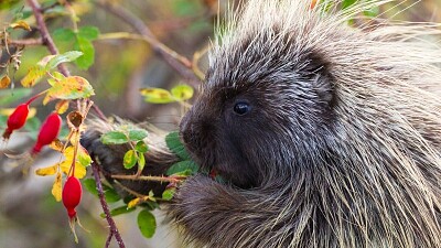 פאזל של Canada Porcupine