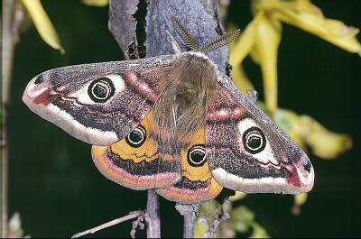 Small emporea moth