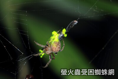 螢火蟲受困蜘蛛網中