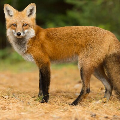 canadian red fox