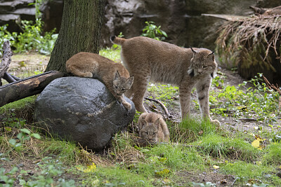Canada lynx cubs jigsaw puzzle