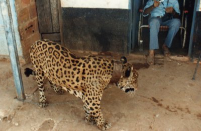 Jaguar in the Amzazon
