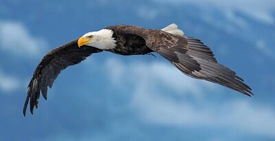 Águila en vuelo